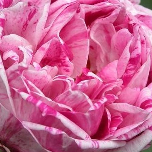 Rosen Online Bestellen - Rosa - Violett - bourbonrosen - stark duftend - Rosa Honorine de Brabant - Rémi Tanne - Die erset Blütezeit ist am üppigsten, aber hin und wieder blüht sie auch noch bis zum Herbst.